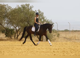 PRE Croisé, Jument, 10 Ans, 157 cm, Bai brun