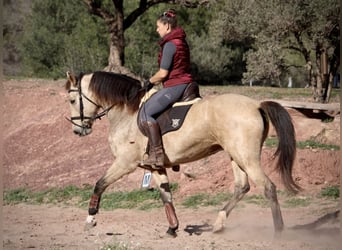 PRE Croisé, Jument, 10 Ans, 158 cm, Buckskin