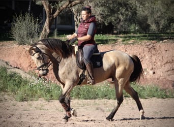 PRE Croisé, Jument, 10 Ans, 158 cm, Buckskin