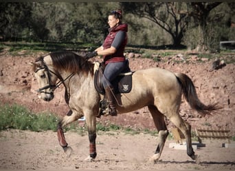 PRE Croisé, Jument, 10 Ans, 158 cm, Buckskin