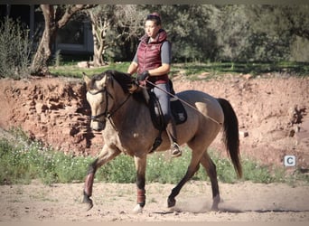 PRE Croisé, Jument, 10 Ans, 158 cm, Buckskin