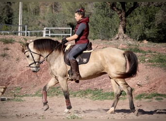 PRE Croisé, Jument, 10 Ans, 158 cm, Buckskin