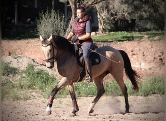 PRE Croisé, Jument, 10 Ans, 158 cm, Buckskin