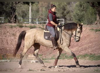 PRE Croisé, Jument, 10 Ans, 158 cm, Buckskin