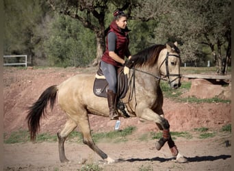 PRE Croisé, Jument, 10 Ans, 158 cm, Buckskin