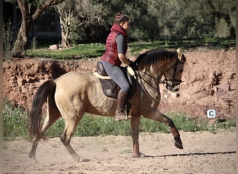 PRE Croisé, Jument, 10 Ans, 158 cm, Buckskin