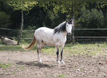 PRE Croisé, Jument, 10 Ans, 158 cm, Gris