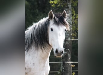 PRE Croisé, Jument, 10 Ans, 158 cm, Gris