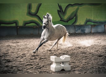 PRE Croisé, Jument, 10 Ans, 158 cm, Gris