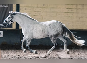 PRE Croisé, Jument, 10 Ans, 158 cm, Gris