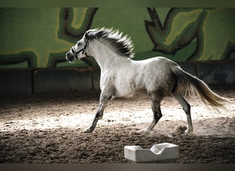 PRE Croisé, Jument, 10 Ans, 158 cm, Gris