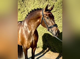 PRE Croisé, Jument, 10 Ans, 160 cm, Bai