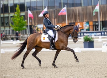 PRE Croisé, Jument, 10 Ans, 160 cm, Bai