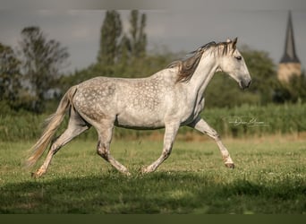 PRE, Jument, 10 Ans, 160 cm, Gris pommelé