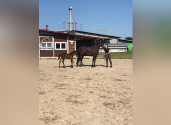 PRE Croisé, Jument, 10 Ans, 163 cm, Bai