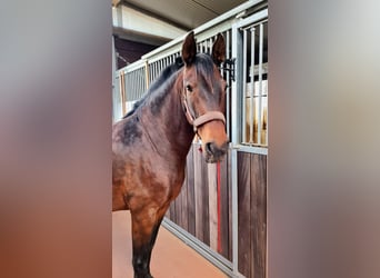 PRE Croisé, Jument, 10 Ans, 163 cm, Bai