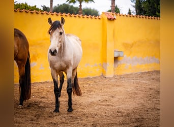 PRE Croisé, Jument, 10 Ans, 165 cm, Buckskin