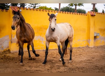 PRE Croisé, Jument, 10 Ans, 165 cm, Buckskin