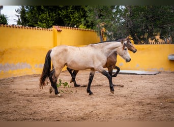 PRE Croisé, Jument, 10 Ans, 165 cm, Buckskin