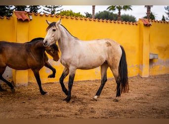 PRE Croisé, Jument, 10 Ans, 165 cm, Buckskin