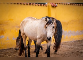 PRE Croisé, Jument, 10 Ans, 165 cm, Buckskin