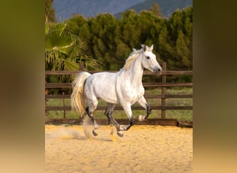 PRE Croisé, Jument, 10 Ans, 165 cm, Gris