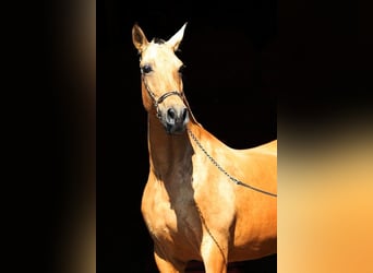 PRE Croisé, Jument, 10 Ans, 168 cm, Isabelle