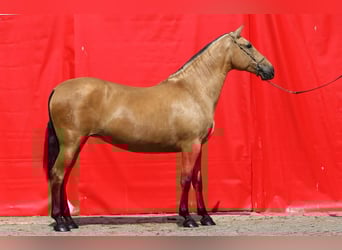 PRE Croisé, Jument, 10 Ans, 168 cm, Isabelle