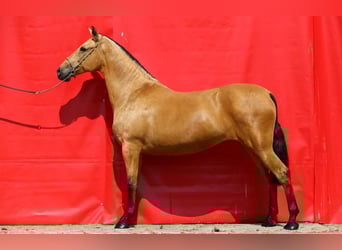 PRE Croisé, Jument, 10 Ans, 168 cm, Isabelle