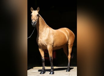 PRE Croisé, Jument, 10 Ans, 168 cm, Isabelle
