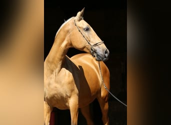 PRE Croisé, Jument, 10 Ans, 168 cm, Isabelle