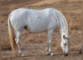 PRE Croisé, Jument, 10 Ans, 169 cm, Gris