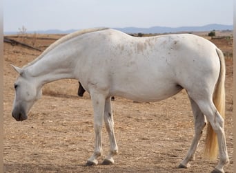 PRE Croisé, Jument, 10 Ans, 169 cm, Gris