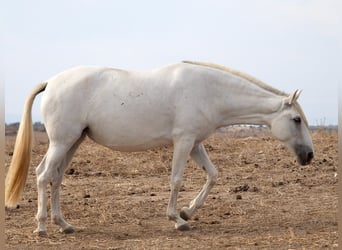 PRE Croisé, Jument, 10 Ans, 169 cm, Gris