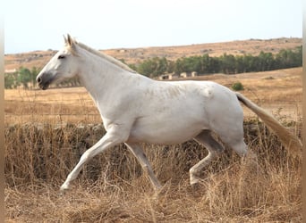 PRE Croisé, Jument, 10 Ans, 169 cm, Gris