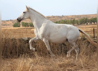 PRE Croisé, Jument, 10 Ans, 169 cm, Gris