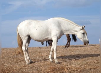 PRE Croisé, Jument, 10 Ans, 169 cm, Gris