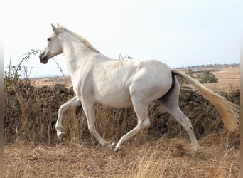 PRE Croisé, Jument, 10 Ans, 169 cm, Gris