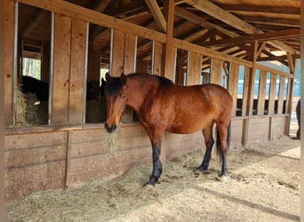 PRE Croisé, Jument, 11 Ans, 150 cm, Bai