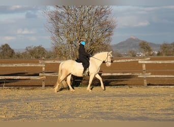 PRE Croisé, Jument, 11 Ans, 152 cm, Perlino