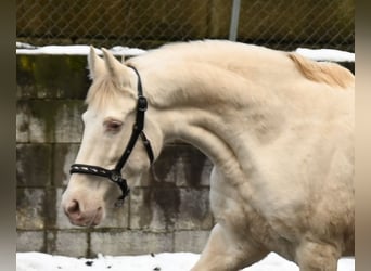 PRE Croisé, Jument, 11 Ans, 153 cm, Perlino