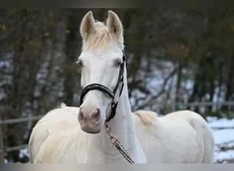 PRE Croisé, Jument, 11 Ans, 153 cm, Perlino