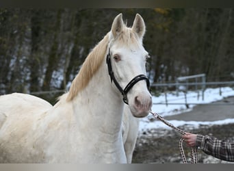 PRE Croisé, Jument, 11 Ans, 153 cm, Perlino