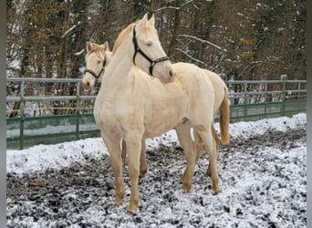 PRE Croisé, Jument, 11 Ans, 153 cm, Perlino