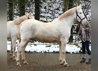 PRE Croisé, Jument, 11 Ans, 153 cm, Perlino