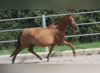 PRE, Jument, 11 Ans, 154 cm