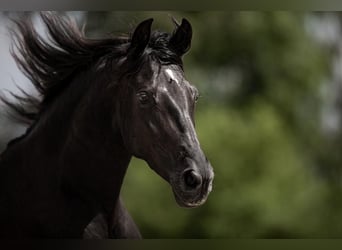 PRE Croisé, Jument, 11 Ans, 160 cm, Noir