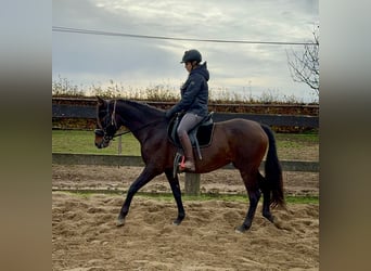 PRE Croisé, Jument, 11 Ans, 162 cm, Bai