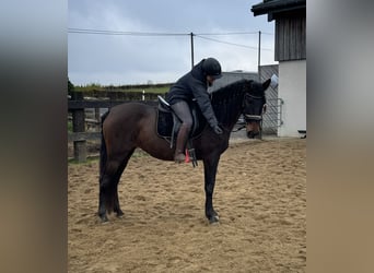 PRE Croisé, Jument, 11 Ans, 162 cm, Bai