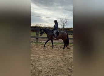 PRE Croisé, Jument, 11 Ans, 162 cm, Bai